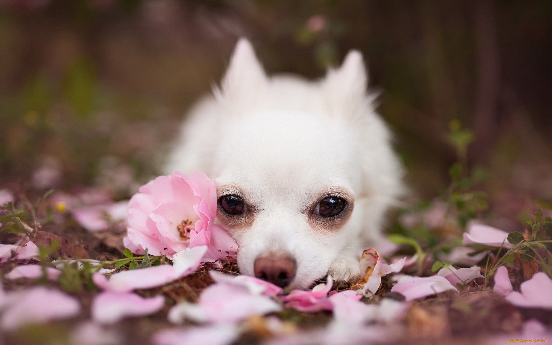 Милые собачки на телефон. Чихуахуа альбинос. Красивые собачки. Очень красивые собаки. Красивые маленькие собачки.